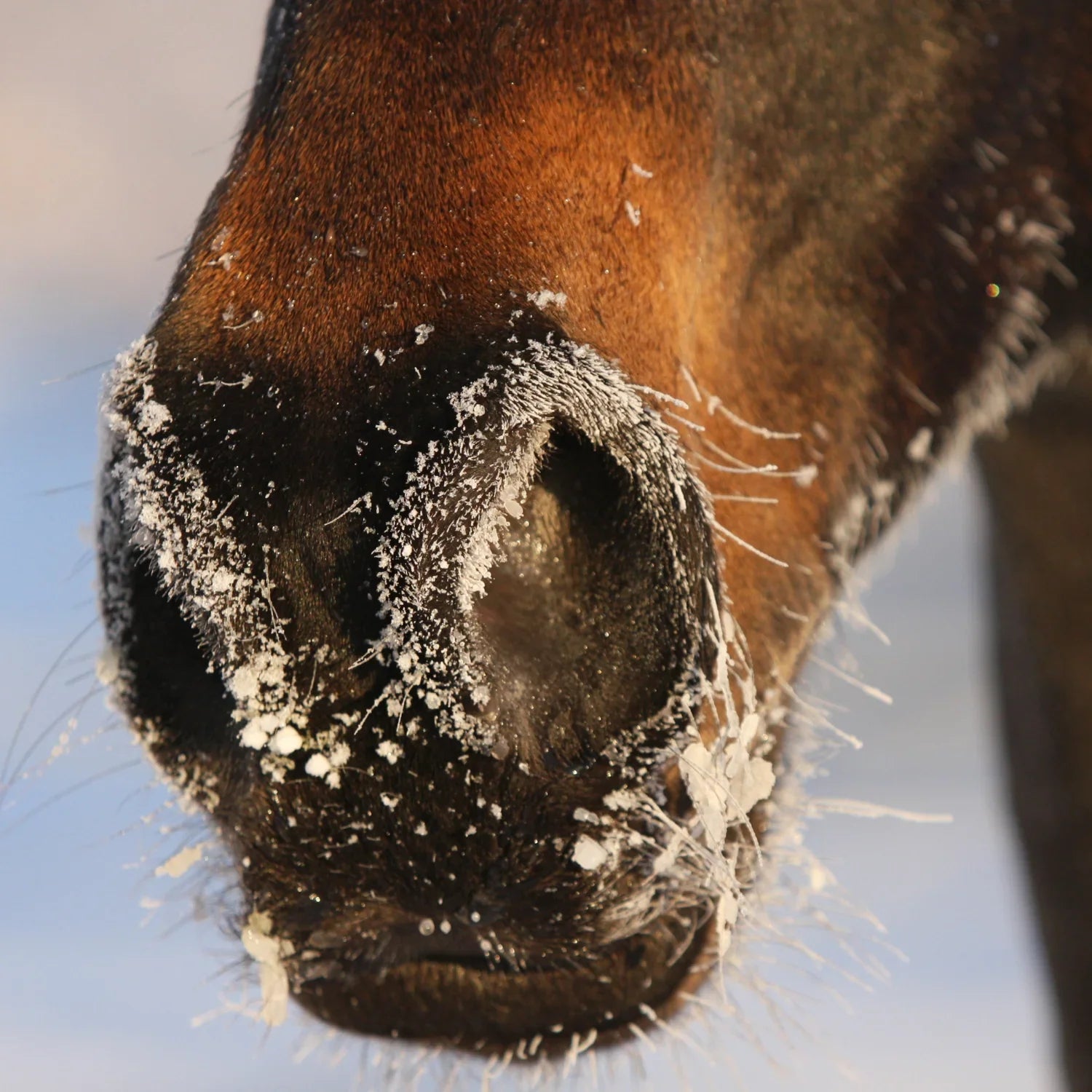 Winter hacks for horse riders